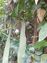 Catasetinae