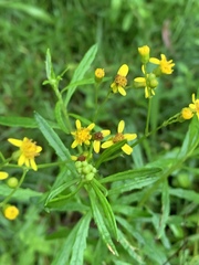 Senecio polyanthemoides