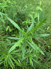 Senecio polyanthemoides