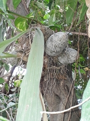 Catasetinae