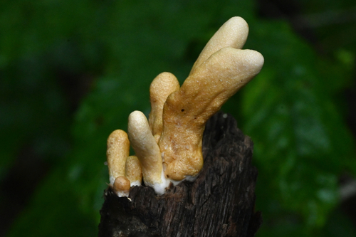 Trichoderma sp.