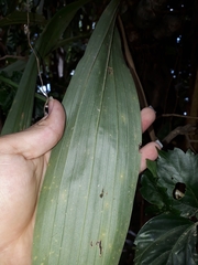 Catasetinae
