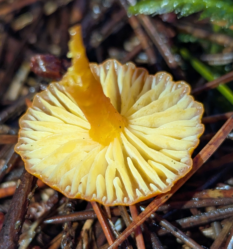 Hygrocybe constans · December 2025 · photo: © benkeen (iNaturalist, cc0)