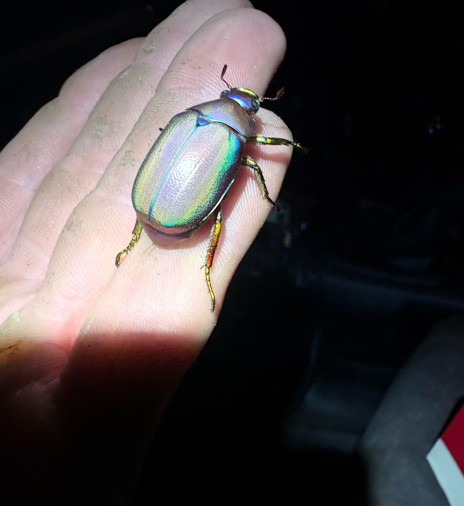 Anoplostethus laetus