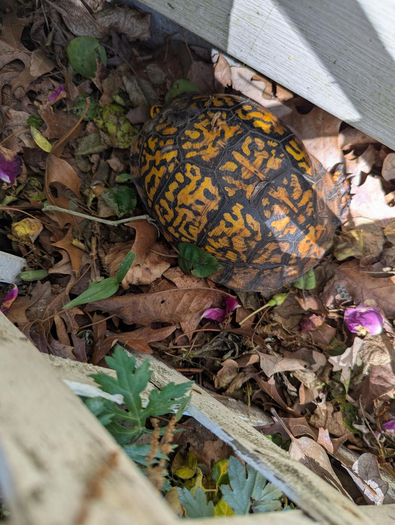 Eastern Box Turtle in October 2025 by Jax · iNaturalist