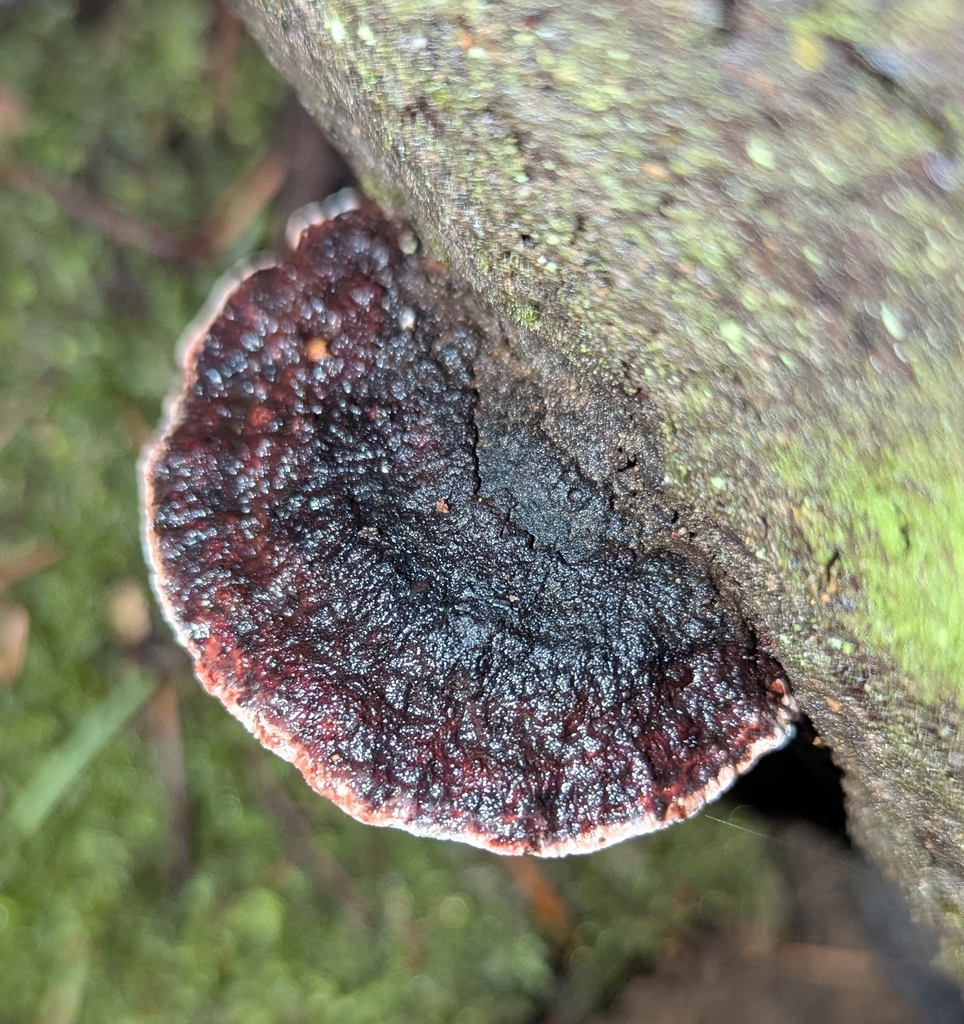 Fomitopsis cajanderi · December 2025 · photo: © benkeen (iNaturalist, cc0)