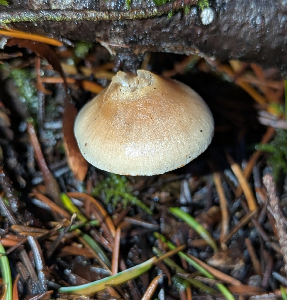 Cortinarius sp. 'Harrower3' · December 2025 · photo: © benkeen (iNaturalist, cc0)