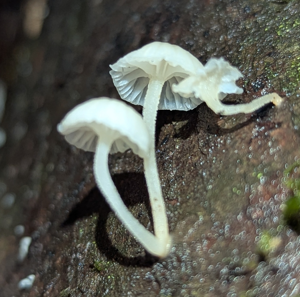 Marasmiellus candidus · December 2025 · photo: © benkeen (iNaturalist, cc0)