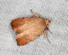 Tortricopsis semijunctella