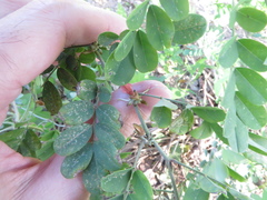 Indigofera tinctoria