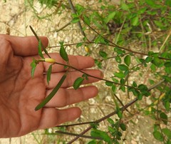 Corchorus siliquosus