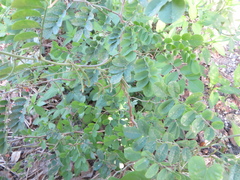 Indigofera tinctoria