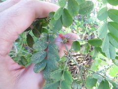Indigofera tinctoria