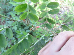 Indigofera tinctoria