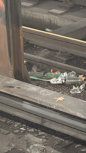 Rat photographed near here on 2025-12-19