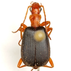 Brachinus texanus