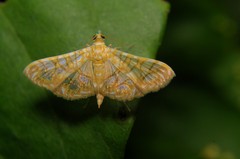 Margaroniini