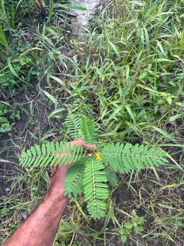 Sesbania sericea observed 2025-12-19