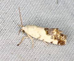 Acontia clerana