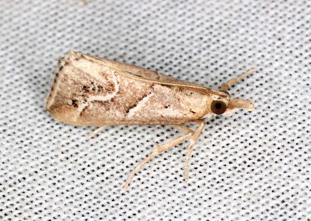 Centropseustis