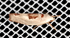 Tymbophora peltastis