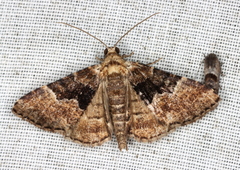 Aporoctena scierodes