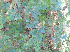Indigofera tinctoria