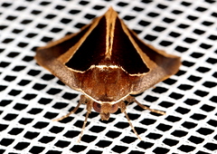 Agamana conjungens