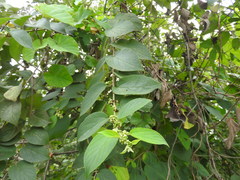 Colubrina yucatanensis