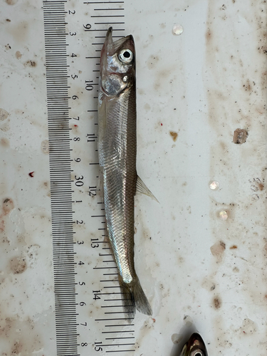 Night smelt (Spirinchus starksi) — Osmeridae — 3