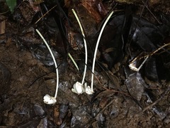 Posoqueria latifolia