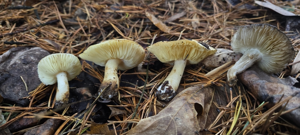 Tricholoma equestre · December 2025 · photo: © benfungi (iNaturalist, cc-by)