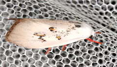 Brachybelistis neomorpha