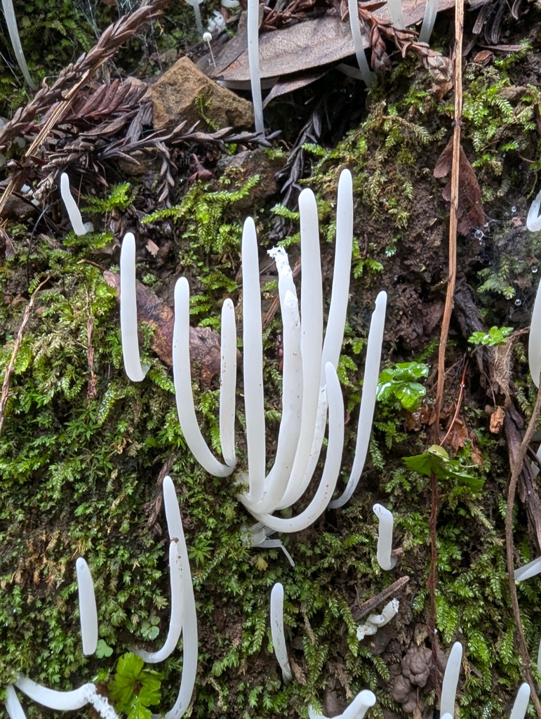 Clavaria fragilis · December 2025 · photo: © joergmlpts (iNaturalist, cc-by)