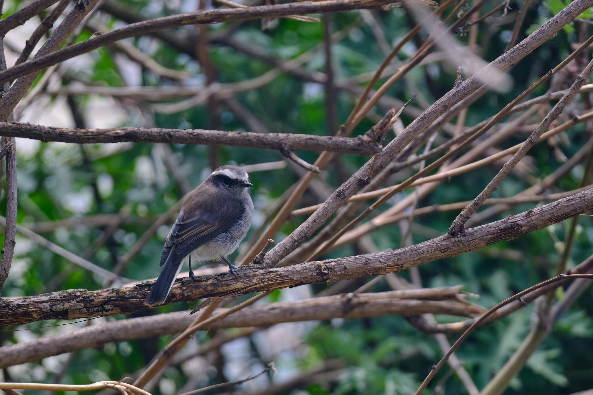 White-browed Chat-Tyrant (Ochthoeca leucophrys), photo 6