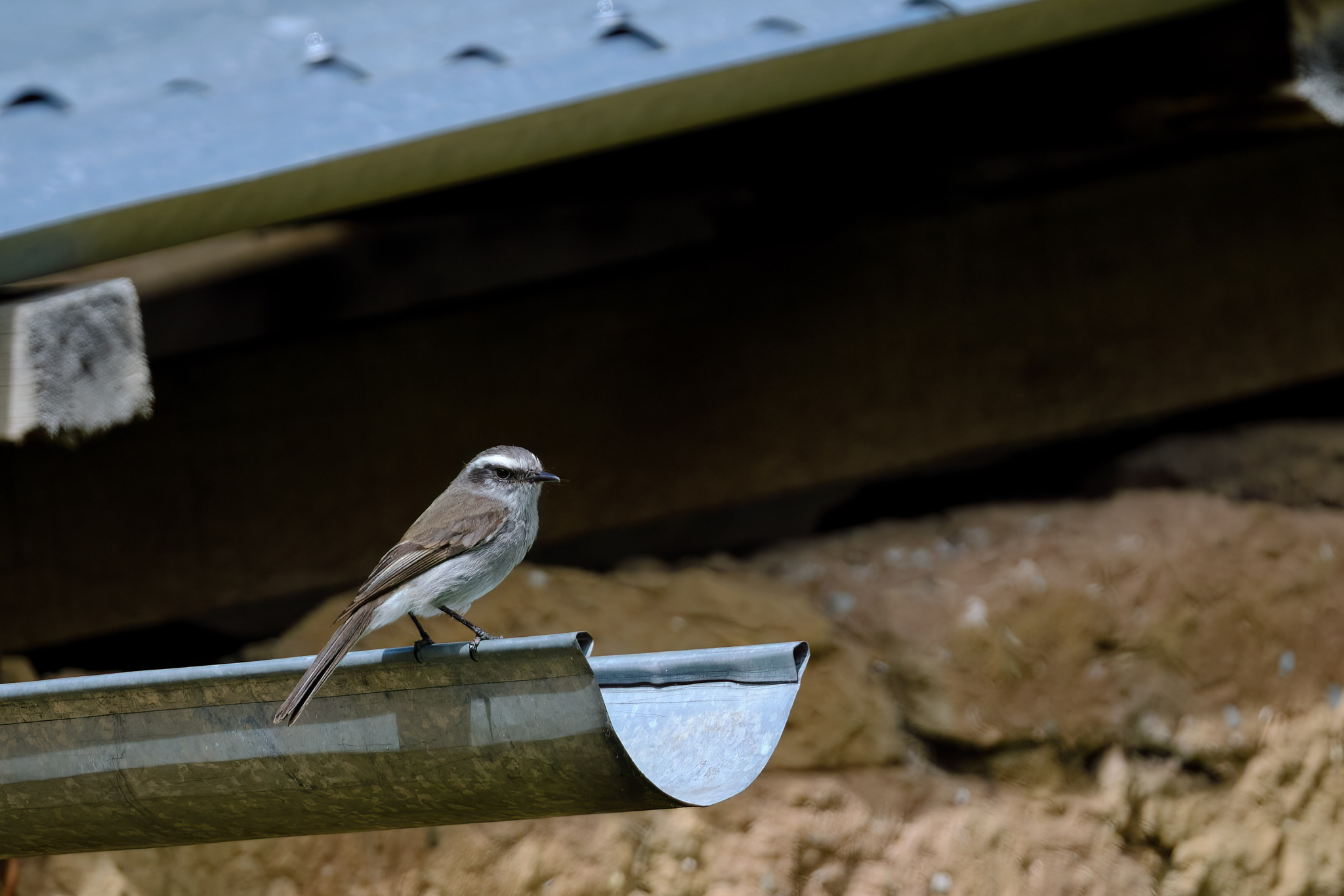 White-browed Chat-Tyrant (Ochthoeca leucophrys), photo 7