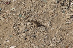 Anthus rubescens japonicus