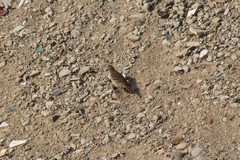Anthus rubescens japonicus