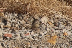 Anthus rubescens japonicus