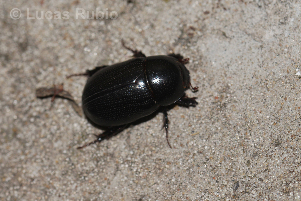 Stenocrates holomelanus