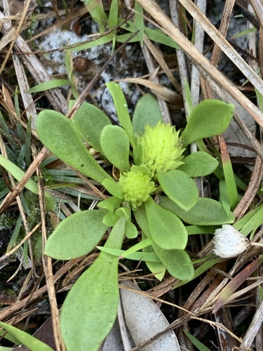 Tiny Milkwort (Senega smallii)