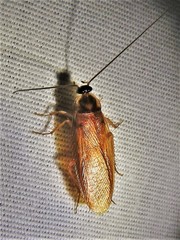 Parcoblatta bolliana