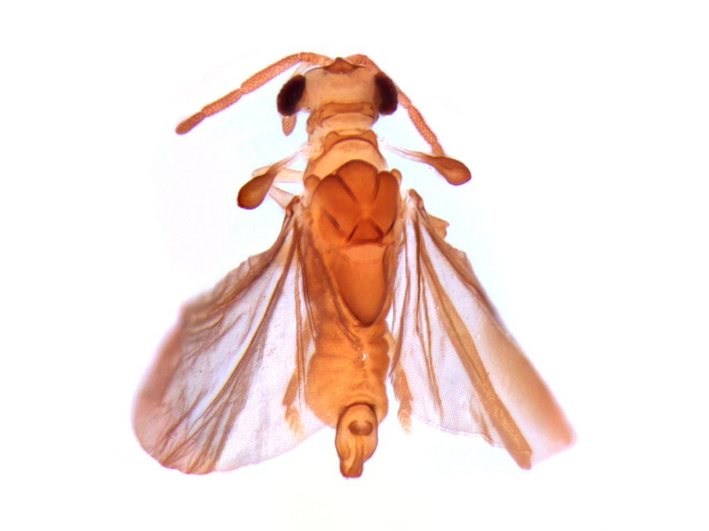 Lychnocolax