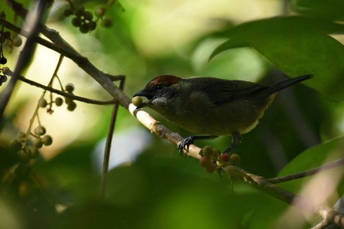 Lesser Antillean Tanager (Stilpnia cucullata), photo 3