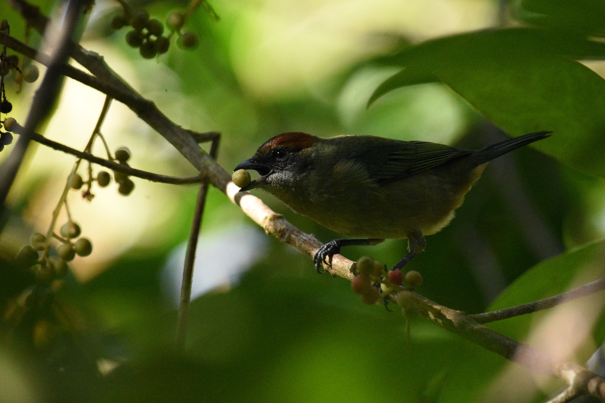 Lesser Antillean Tanager (Stilpnia cucullata), photo 3