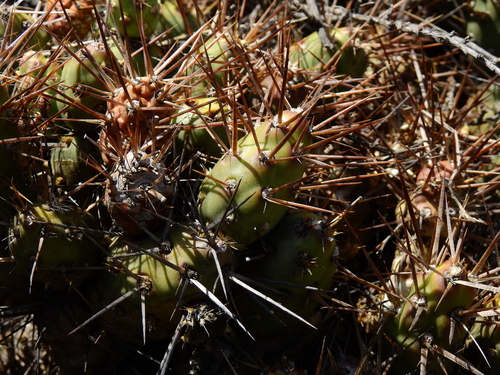 Maihueniopsis ovata