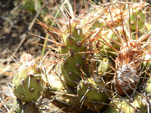 Maihueniopsis ovata
