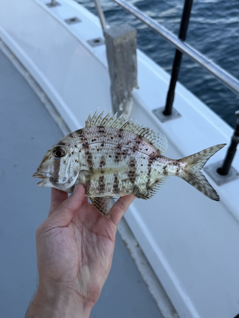 Whitebone Porgy