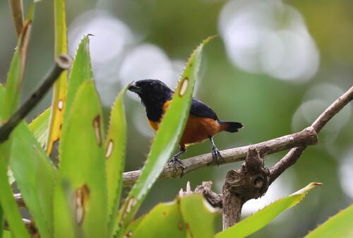 Rufous-bellied Euphonia (Euphonia rufiventris), photo 5