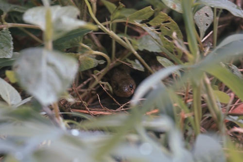 Common keelback sighting